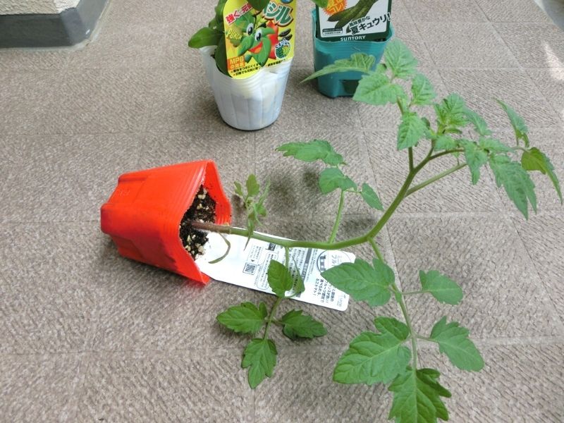 ベランダ菜園　ミニトマトの苗